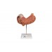 model żołądka człowieka, 3 części - 3b smart anatomy - 1000303 [k16] 3b scientific modele anatomiczne 3